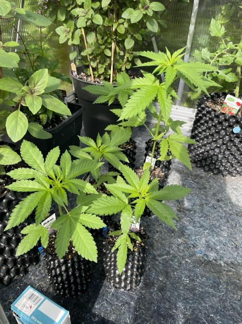 Summer Paradise Outdoor Grow Germany. Week 3 - 20260531, Day 25