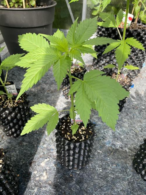 Summer Paradise Outdoor Grow Germany. Week 3 - 20260531, CBDRelax, Day 25