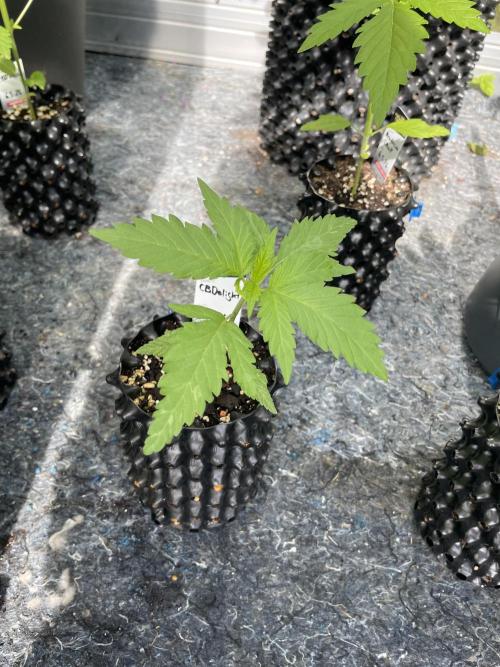Summer Paradise Outdoor Grow Germany. Week 3 - 20260531, CBDelight, Day 25