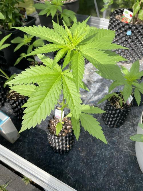 Summer Paradise Outdoor Grow Germany. Week 3 - 20260531, Mendocino Skunk, Day 25