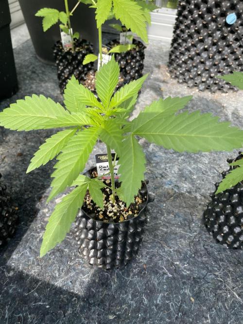 Summer Paradise Outdoor Grow Germany. Week 3 - 20260531, Runtz Carlton, Day 25