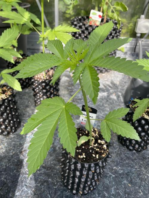Summer Paradise Outdoor Grow Germany. Week 3 - 20260531, Mellowz, Day 25