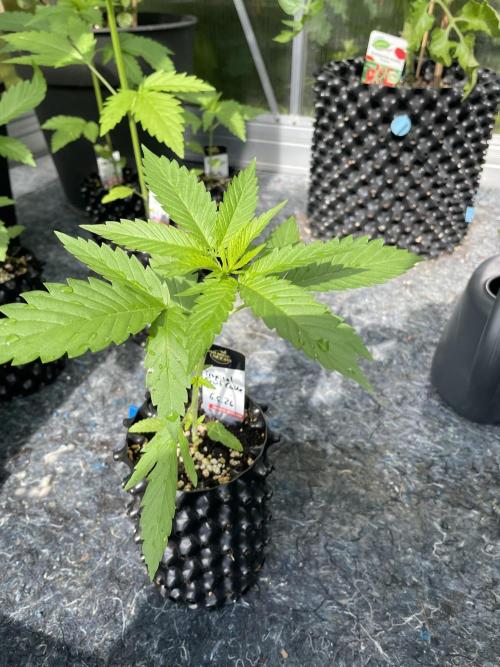 Summer Paradise Outdoor Grow Germany. Week 3 - 20260531, Tropical Fruit Cake, Day 25