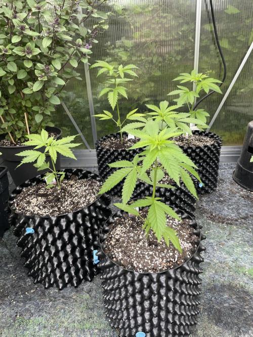 Summer Paradise Outdoor Grow Germany. Week 4 - 20260607, Day 32