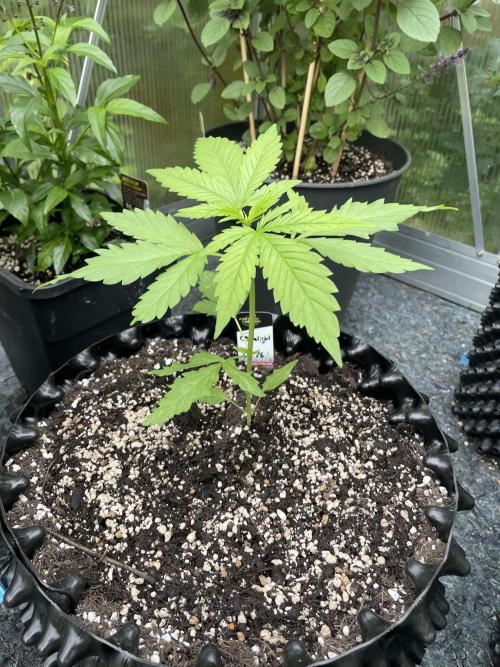 Summer Paradise Outdoor Grow Germany. Week 4 - 20260607, CBDelight, Day 32