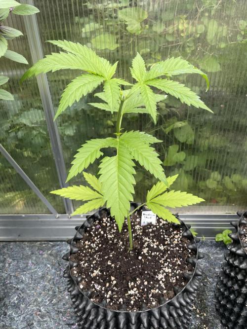 Summer Paradise Outdoor Grow Germany. Week 4 - 20260607, Mendocino Skunk, Day 32