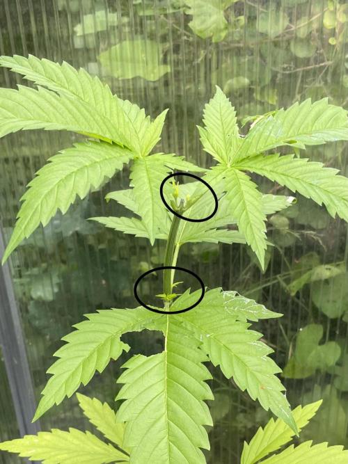 Summer Paradise Outdoor Grow Germany. Week 4 - 20260607, Mendocino Skunk, Day 32, Slug Attack