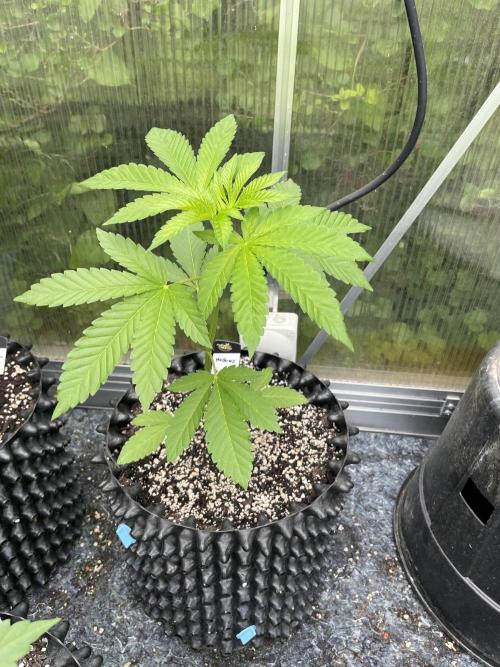 Summer Paradise Outdoor Grow Germany. Week 4 - 20260607, Mellowz, Day 32