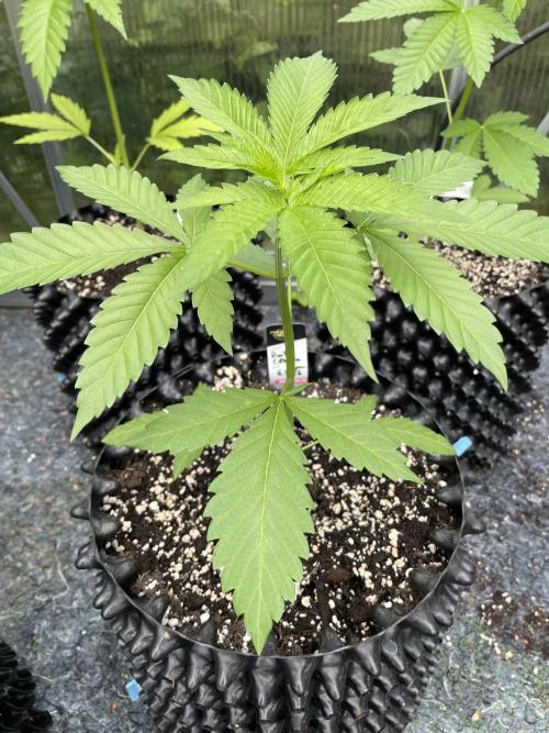 Summer Paradise Outdoor Grow Germany. Week 4 - 20260607, Runtz Carlton, Day 32