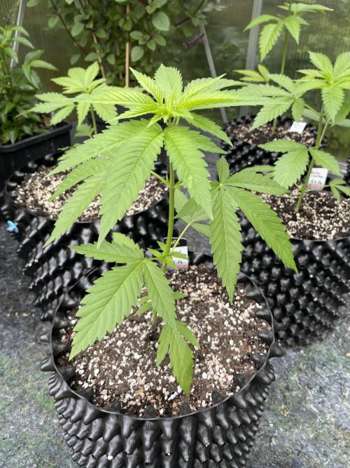Summer Paradise Outdoor Grow Germany. Week 4 - 20260607, Tropical Fruit Cake, Day 32