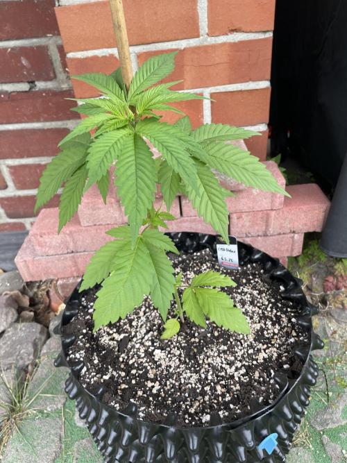 Summer Paradise Outdoor Grow Germany. Week 4 - 20260607, CBDRelax, Day 32