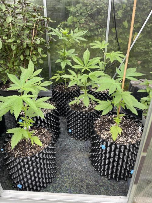 Summer Paradise Outdoor Grow Germany. Week 5 - 20260614, Day 39