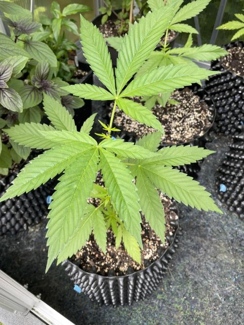 Summer Paradise Outdoor Grow Germany. Week 5 - 20260614, Tropical Fruit Cake, Day 39