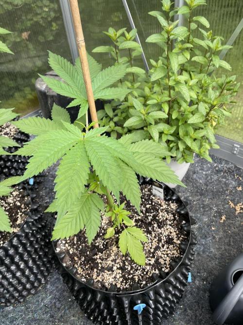 Summer Paradise Outdoor Grow Germany. Week 5 - 20260614, CBDRelax, Day 39