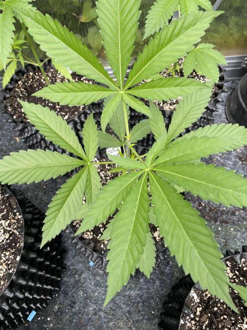 Summer Paradise Outdoor Grow Germany. Week 5 - 20260614, Runtz Carlton, Day 39