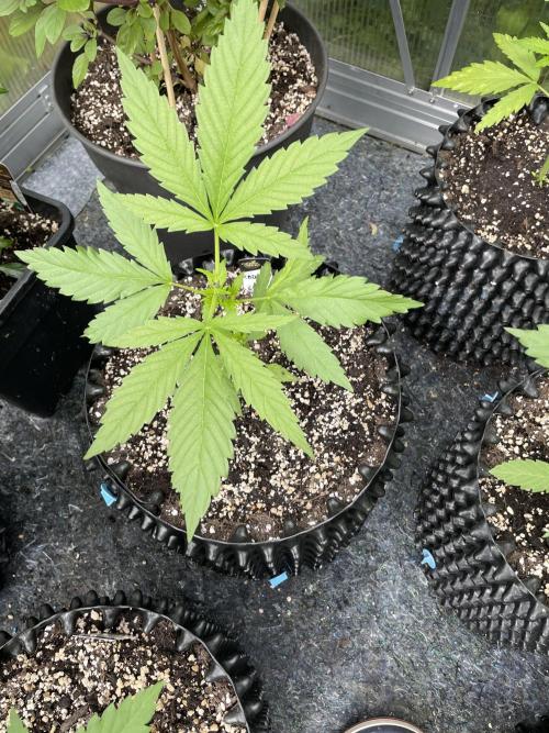 Summer Paradise Outdoor Grow Germany. Week 5 - 20260614, CBDelight, Day 39