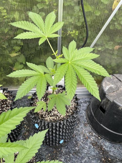 Summer Paradise Outdoor Grow Germany. Week 5 - 20260614, Mellowz, Day 39