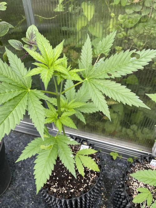 Summer Paradise Outdoor Grow Germany. Week 5 - 20260614, Mendocino Skunk, Day 39