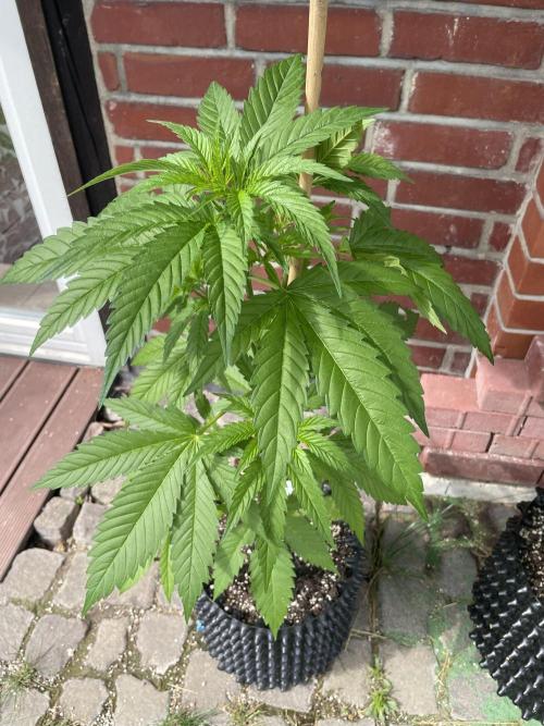 Summer Paradise Outdoor Grow Germany. Week 6 - 20260621, Mendocino Skunk, Day 46