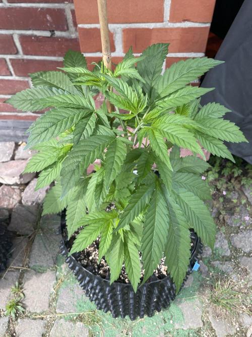 Summer Paradise Outdoor Grow Germany. Week 6 - 20260621, CBDRelax, Day 46
