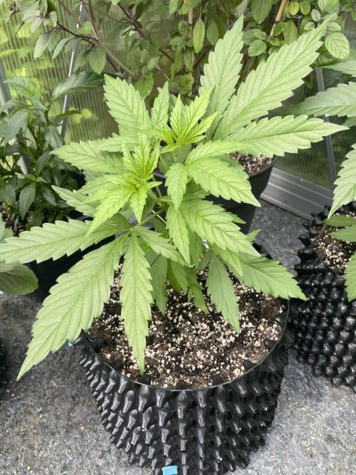 Summer Paradise Outdoor Grow Germany. Week 6 - 20260621, CBDelight, Day 46