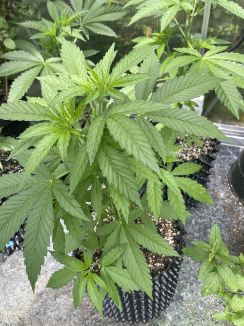 Summer Paradise Outdoor Grow Germany. Week 6 - 20260621, Tropical Fruit Cake, Day 46