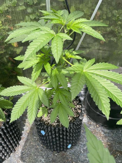 Summer Paradise Outdoor Grow Germany. Week 6 - 20260621, Mellowz, Day 46