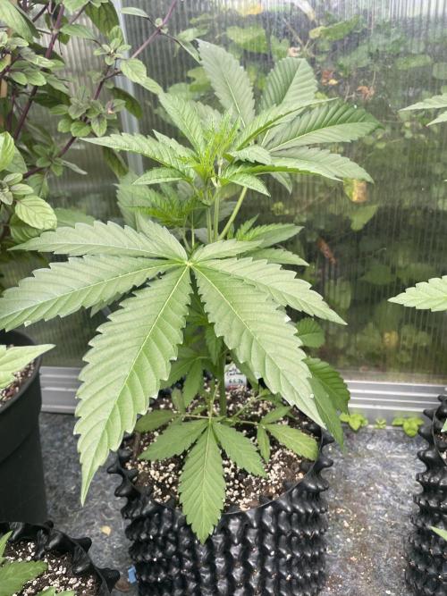 Summer Paradise Outdoor Grow Germany. Week 6 - 20260621, Runtz Carlton, Day 46