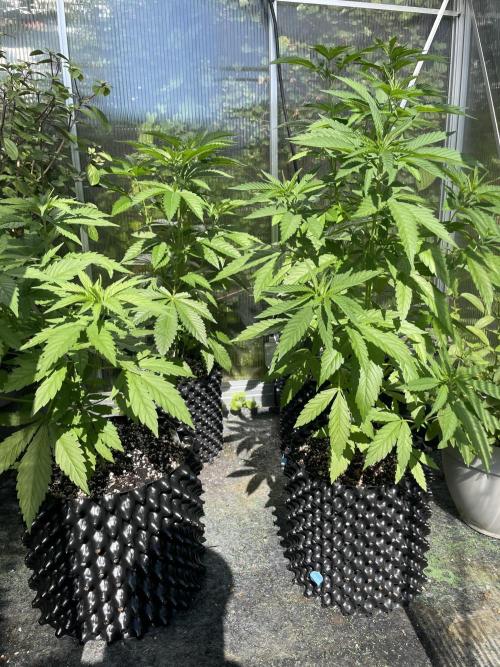 Summer Paradise Outdoor Grow Germany. Week 7 - 20260628, Greenhouse, Day 53