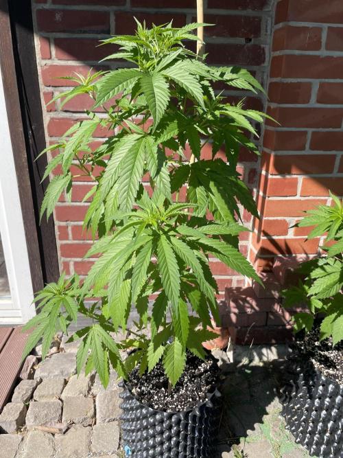 Summer Paradise Outdoor Grow Germany. Week 7 - 20260628, Mendocino Skunk, Day 53