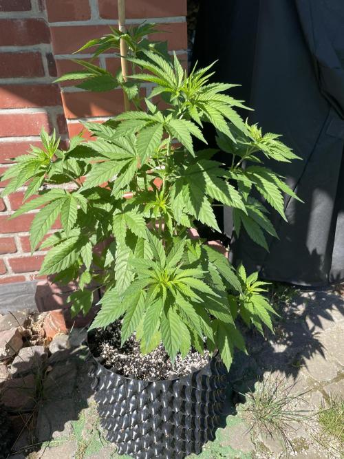 Summer Paradise Outdoor Grow Germany. Week 7 - 20260628, CBDRelax, Day 53