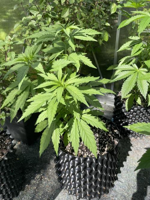Summer Paradise Outdoor Grow Germany. Week 7 - 20260628, CBDelight, Day 53