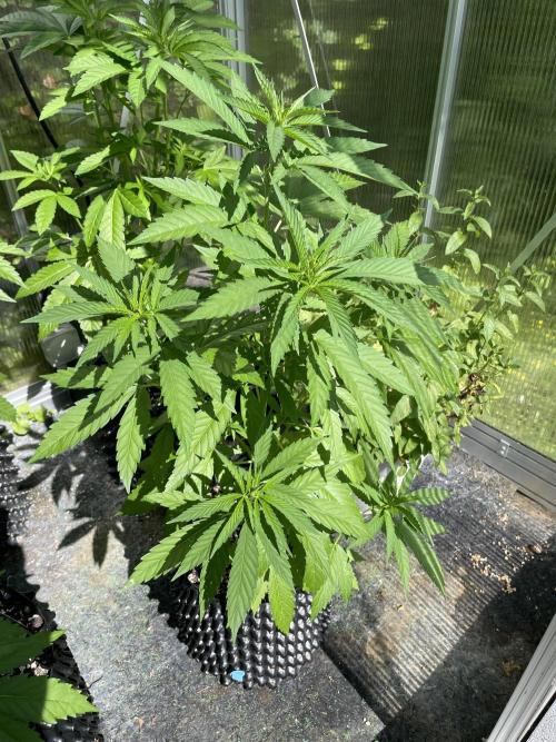 Summer Paradise Outdoor Grow Germany. Week 7 - 20260628, Tropical Fruit Cake, Day 53