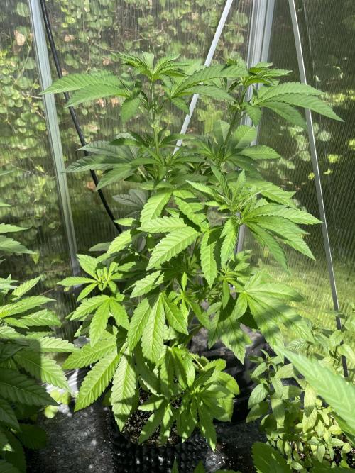 Summer Paradise Outdoor Grow Germany. Week 7 - 20260628, Mellowz, Day 53