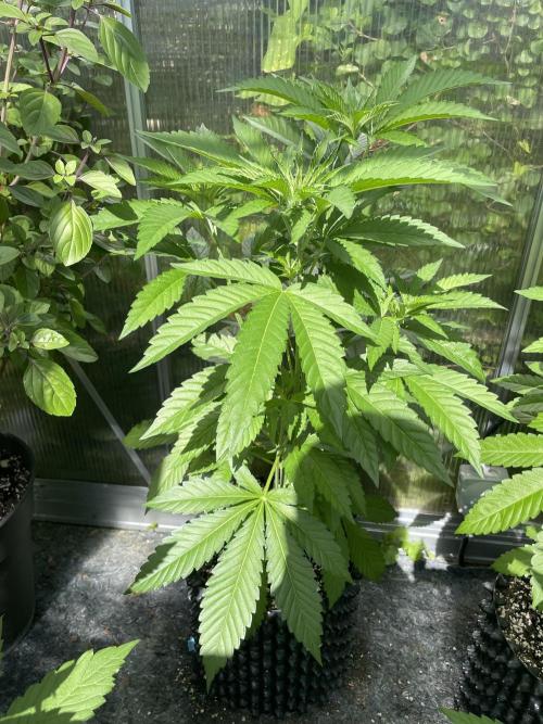 Summer Paradise Outdoor Grow Germany. Week 7 - 20260628, Runtz Carlton, Day 53