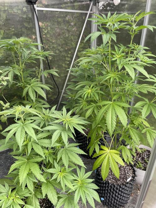 Summer Paradise Outdoor Grow Germany. Week 8 - 20260705, Day 60, Greenhouse