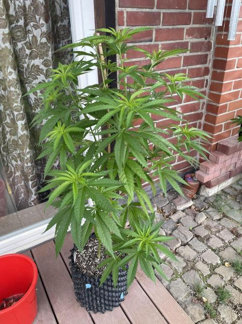 Summer Paradise Outdoor Grow Germany. Week 8 - 20260705, Mendocino Skunk, Day 60