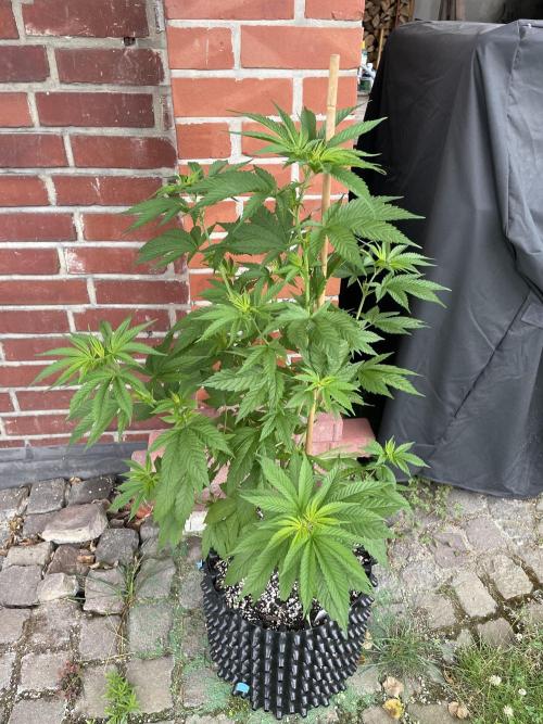 Summer Paradise Outdoor Grow Germany. Week 8 - 20260705, CBDRelax, Day 60