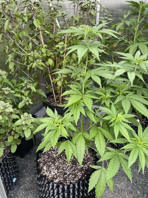 Summer Paradise Outdoor Grow Germany. Week 8 - 20260705, CBDelight, Day 60