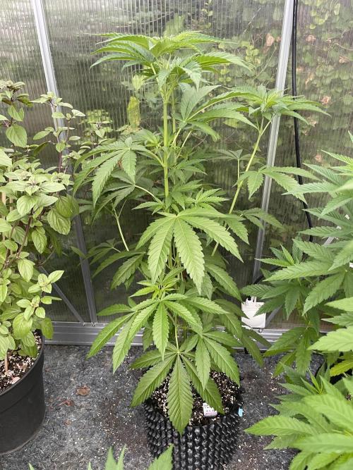 Summer Paradise Outdoor Grow Germany. Week 8 - 20260705, Runtz Carlton, Day 60