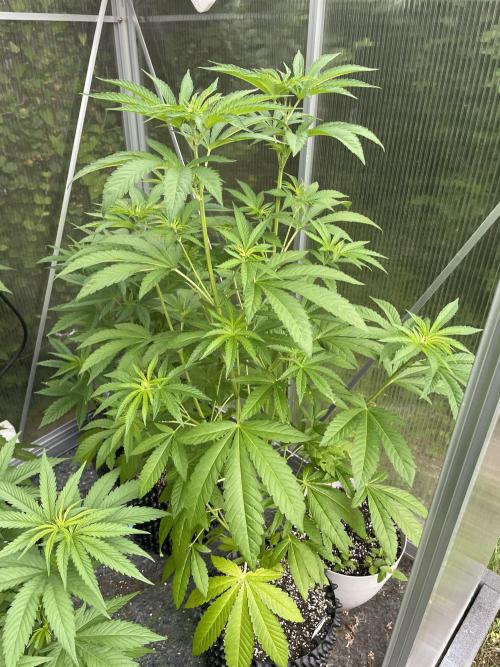 Summer Paradise Outdoor Grow Germany. Week 8 - 20260705, Mellowz, Day 60