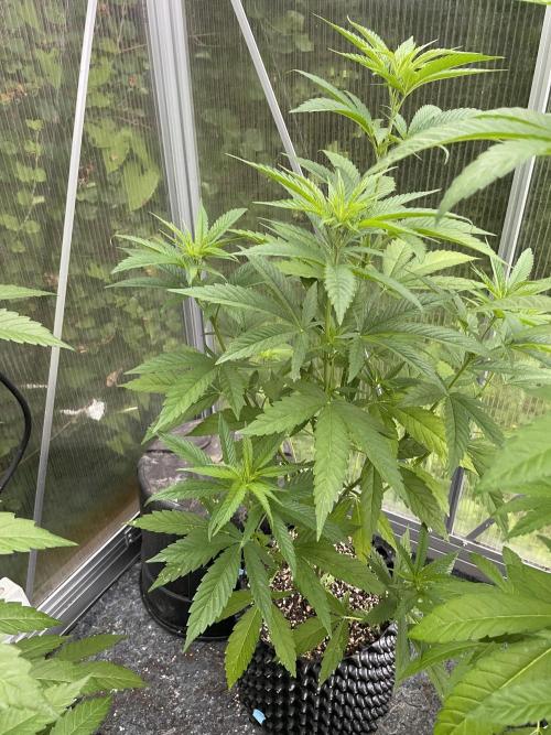 Summer Paradise Outdoor Grow Germany. Week 8 - 20260705, Tropical Fruit Cake, Day 60