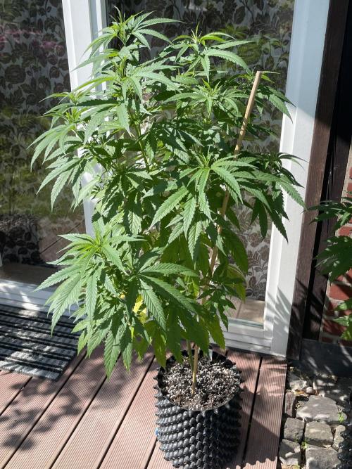 Summer Paradise Outdoor Grow Germany. Week 9 - 20260712, Mendocino Skunk, Day 67