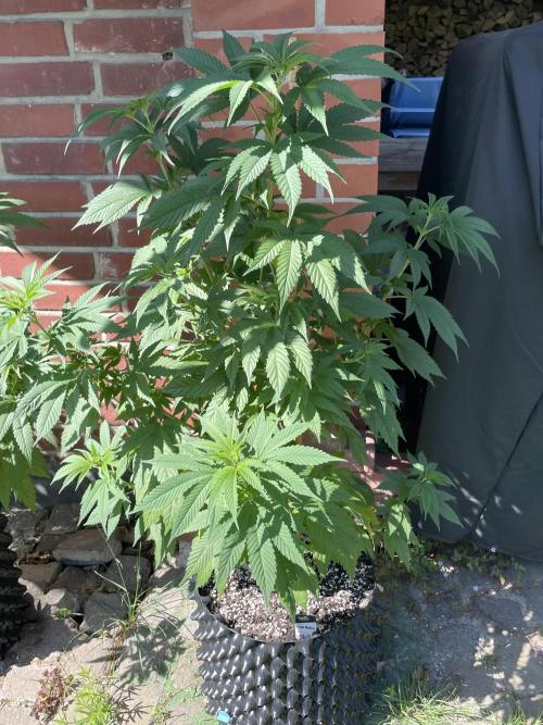 Summer Paradise Outdoor Grow Germany. Week 9 - 20260712, CBDRelax, Day 67