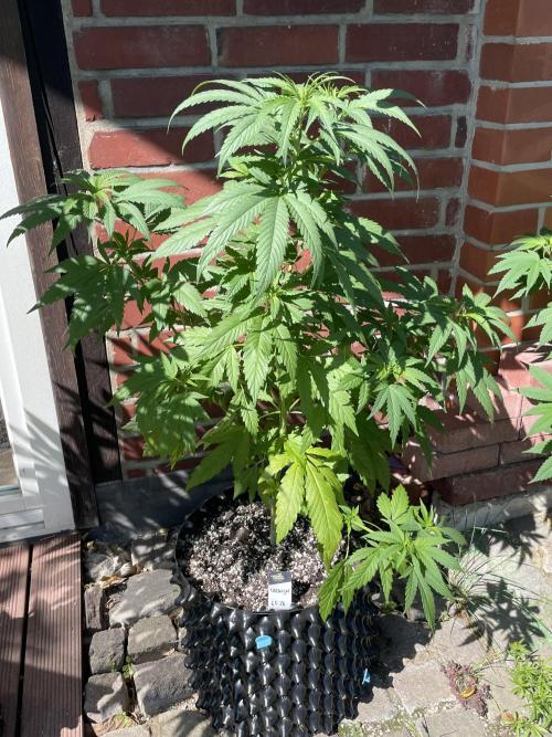 Summer Paradise Outdoor Grow Germany. Week 9 - 20260712, CBDelight, Day 67