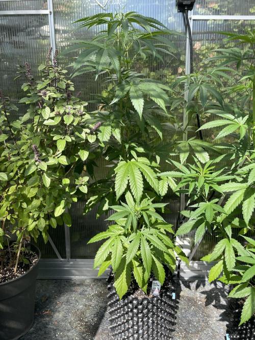 Summer Paradise Outdoor Grow Germany. Week 9 - 20260712, Runtz Carlton, Day 67