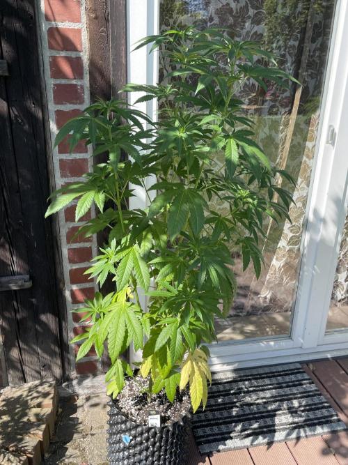 Summer Paradise Outdoor Grow Germany. Week 9 - 20260712, Mellowz, Day 67