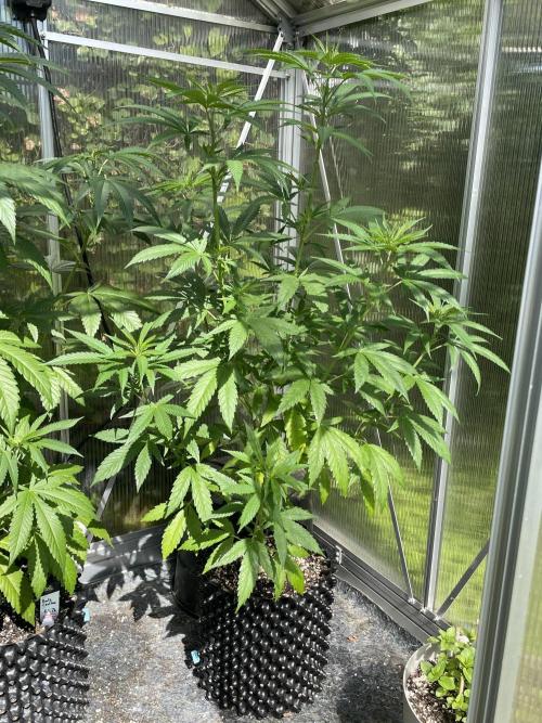 Summer Paradise Outdoor Grow Germany. Week 9 - 20260712, Tropical Fruit Cake, Day 67