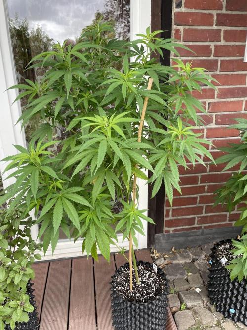 Summer Paradise Outdoor Grow Germany. Week 10 - 20260719, Mendocino Skunk, Day 74