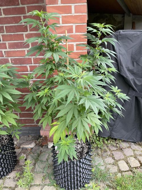 Summer Paradise Outdoor Grow Germany. Week 10 - 20260719, CBDRelax, Day 74